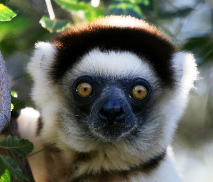 lemur